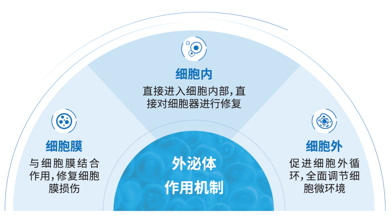 外泌体作用机制